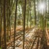bamboo forest